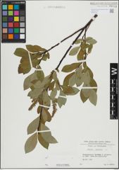 Foto von Salix hastata L.